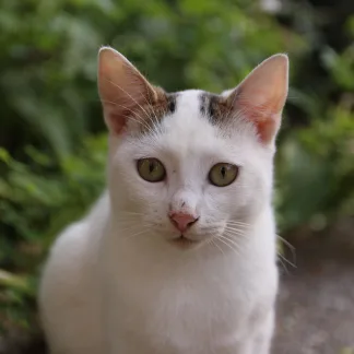 Cat pic